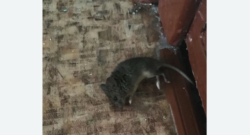 Дезинфекция от мышей в Наро-Фоминске