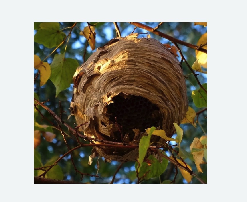 Обработка от шершней в Наро-Фоминске