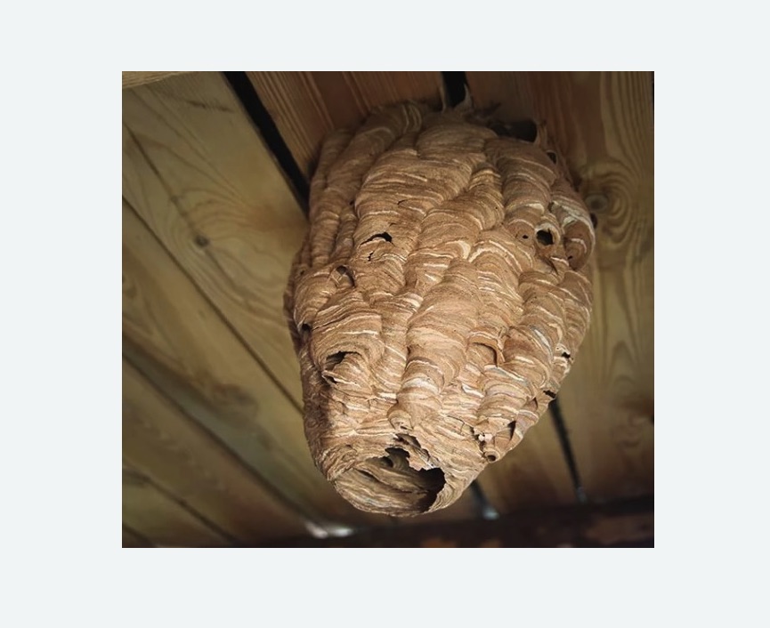 обработка от шершней в Наро-Фоминске