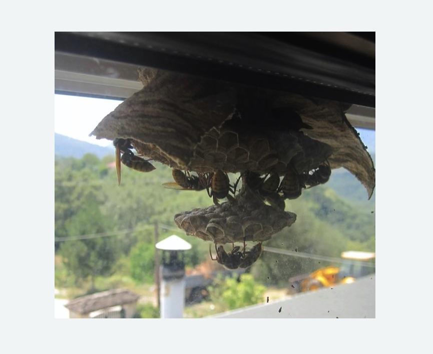 Уничтожение гнёзд шершней в Наро-Фоминске