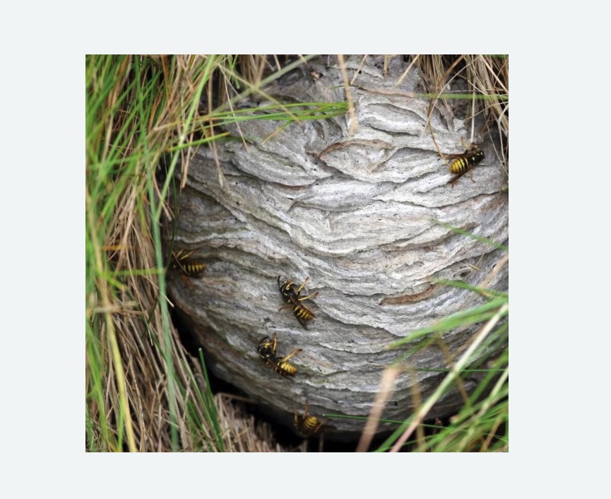 Уничтожение ос и ульев в Наро-Фоминске